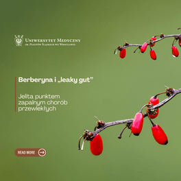 berberyna i leaky gut.png