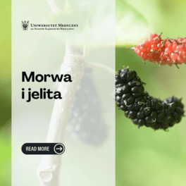 morwa kwadrat pl.png