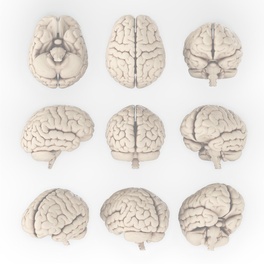 brain signals kwadrat.jpg