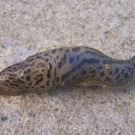 Pomrow_wielki_fot__Wikimedia_Commons.jpg