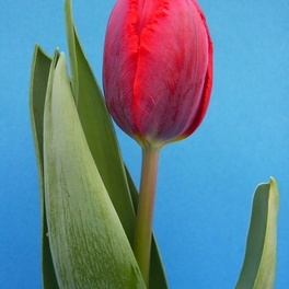 Tulipan_(Ama).jpeg