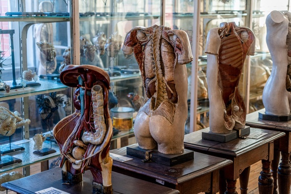 Muzeum Anatomii.jpg