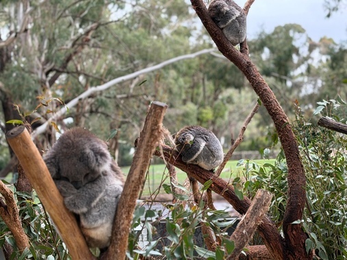 Koalne 2.jpeg